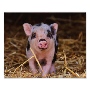 Sweet Cute Pig Photo Print
