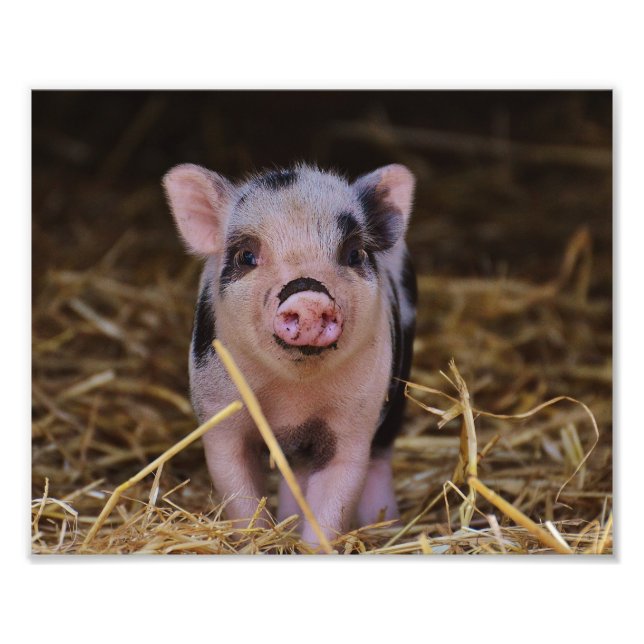 Sweet Cute Pig Photo Print (Front)
