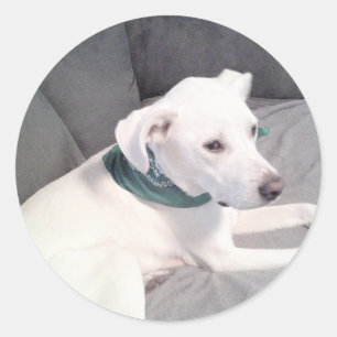 Sweet Cute Puppy Dog Wearing Green Scarf Grey Classic Round Sticker