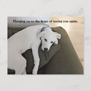 Sweet Cute White Puppy Dog Hanging On Green Postcard