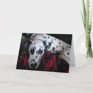 Sweet Dalmation Holiday Card