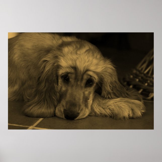 Sweet Dog - Golden Retriever in Sepia Tones Poster (Front)