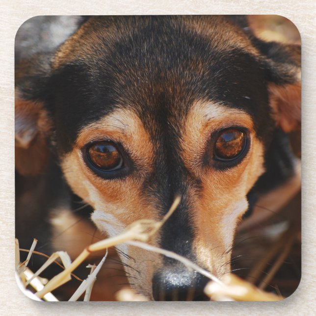 Sweet dog laying in hay coaster (Front)