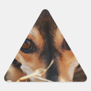 Sweet dog laying in hay triangle sticker