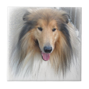 Sweet Dog Tile