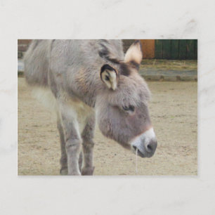 Sweet Donkey, Animal Grey, Horse Family Postcard