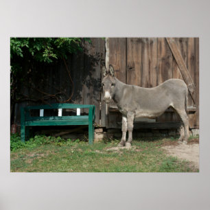 Sweet Donkey In The Garden Poster