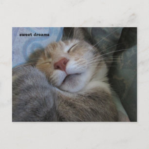 sweet dreams cat taking her nap postcard