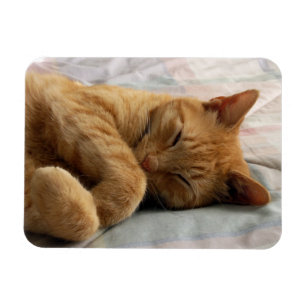 Sweet Dreams Magnet