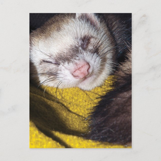 Sweet Dreams Postcard (Front)