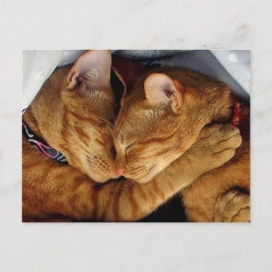 Sweet Dreams Postcard