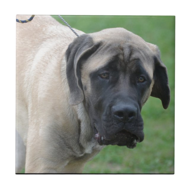 Sweet English Mastiff Tile (Front)