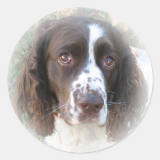 Sweet English Springer Spaniel Stickers