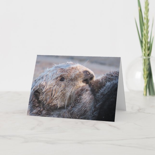 Sweet Face Sea Otter Card (Front)
