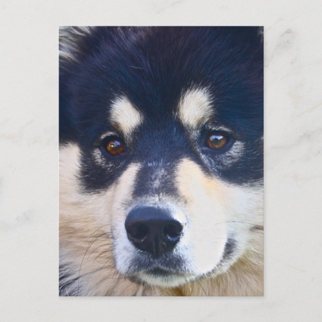 Sweet Finnish Lapphund Postcard (Front)