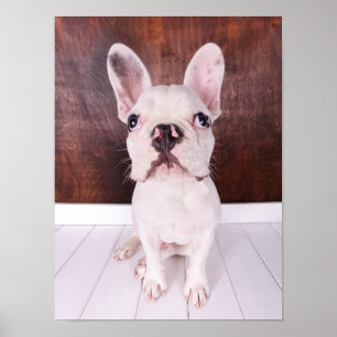 Sweet French Bulldog Puppy Poster