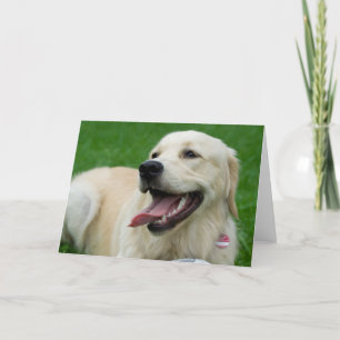 Sweet Friendly Labrador Card