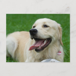 Sweet Friendly Labrador Postcard