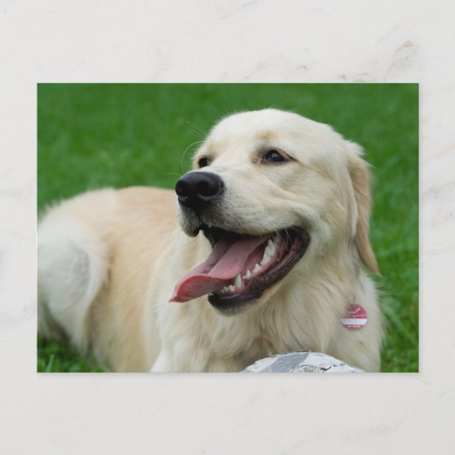 Sweet Friendly Labrador Postcard (Front)