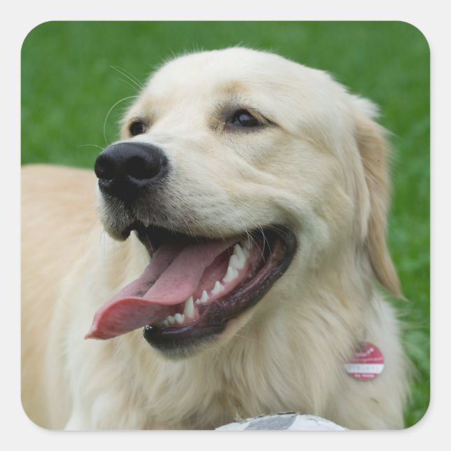 Sweet Friendly Labrador Square Sticker (Front)