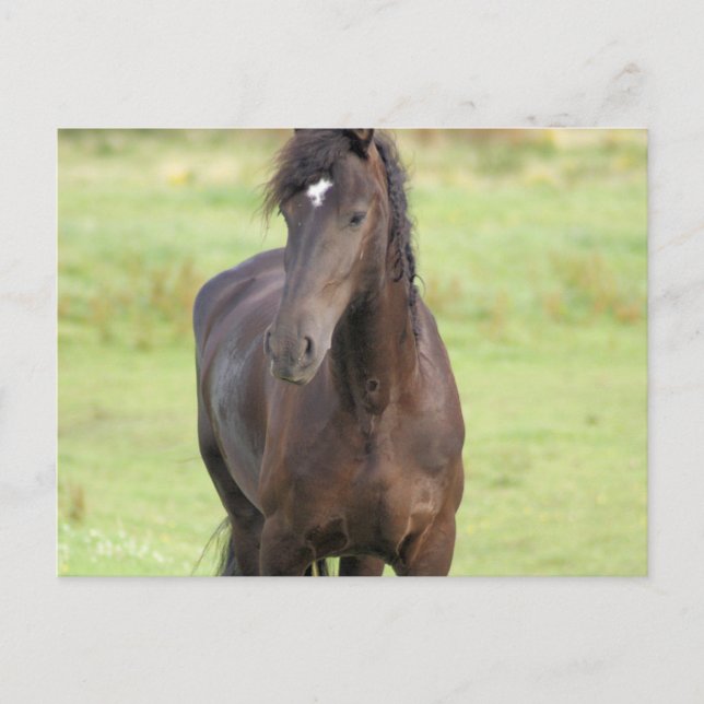Sweet Friesian Horse  Postcard (Front)