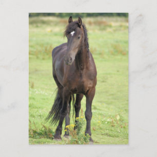 Sweet Friesian Horse Postcard