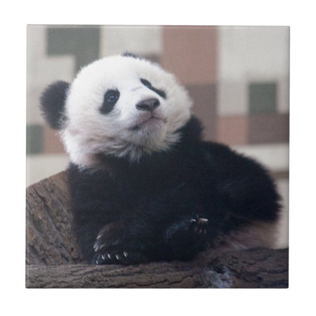 Sweet Giant Panda Baby Ceramic Tile (Front)