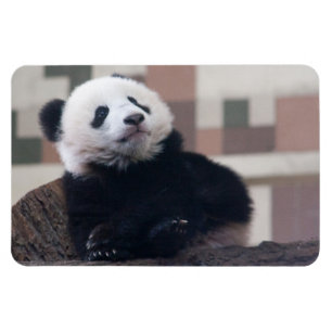 Sweet Giant Panda Baby Magnet