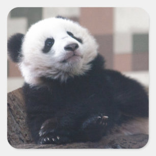 Sweet Giant Panda Baby Square Sticker
