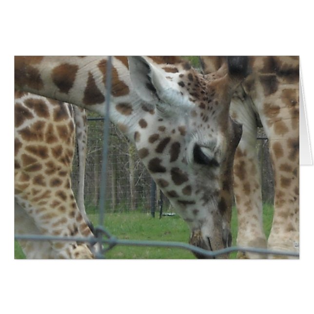 Sweet Giraffe (Front Horizontal)
