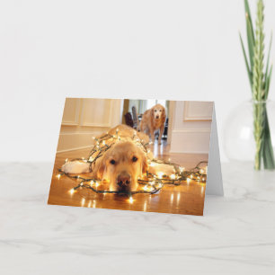 Sweet Golden Retriever tangled up Holiday Card