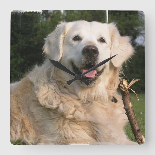 Sweet Golden Retriever Wall Clock (Front)