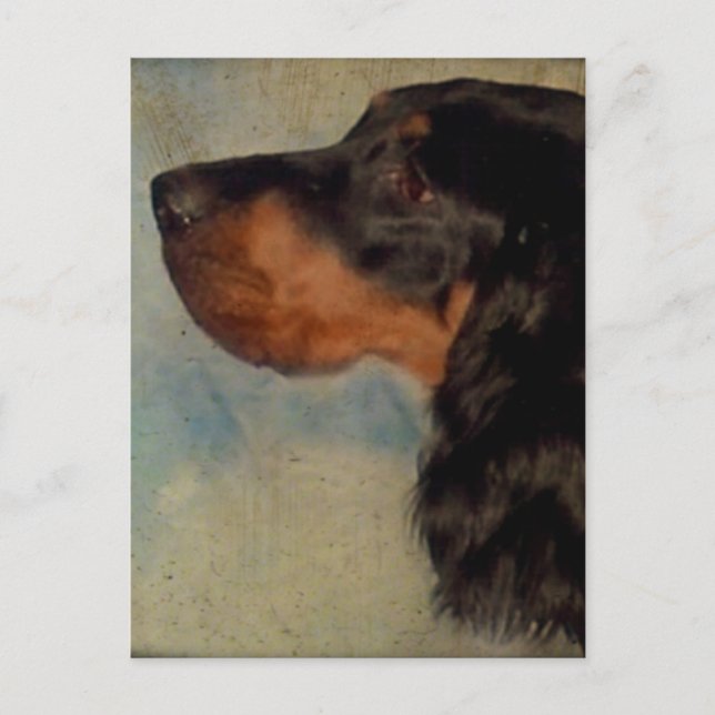 Sweet Gordon Setter Postcard (Front)