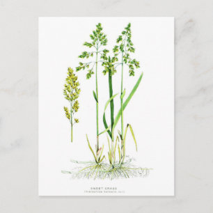 Sweet Grass Botanical Postcard