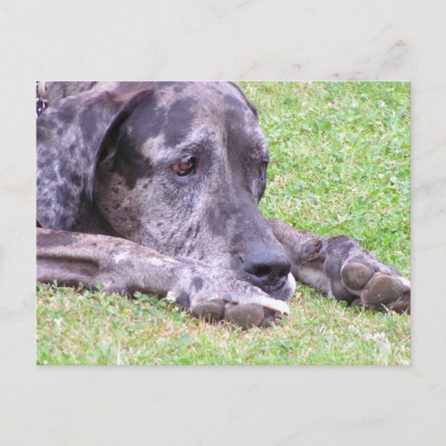 Sweet Great Dane  Postcard (Front)