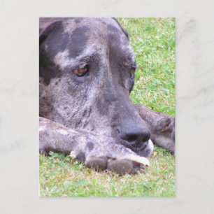Sweet Great Dane  Postcard