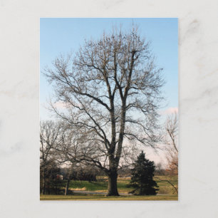 Sweet Gum Tree Postcard