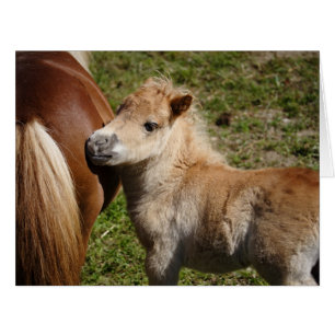 Sweet Haflinger Foal