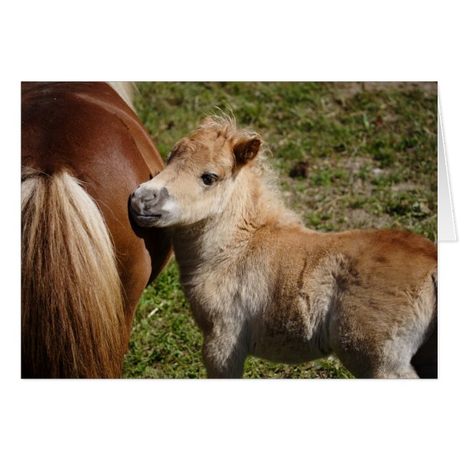 Sweet Haflinger Foal (Front Horizontal)