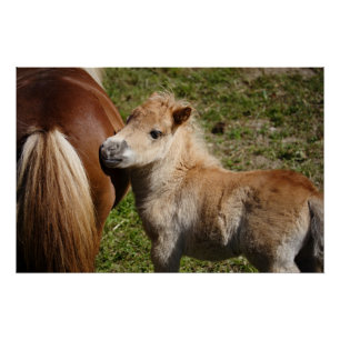 Sweet Haflinger Foal Poster