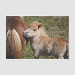 Sweet Haflinger Foal Tissue Paper