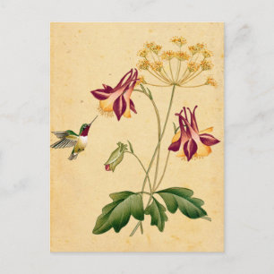 Sweet Hummingbird Vintage Botanical Garden Postcard