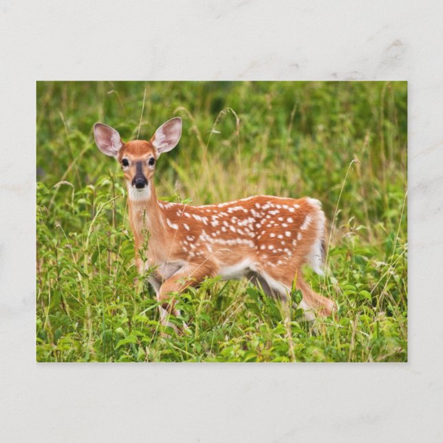 Sweet Innocence Postcard (Front)