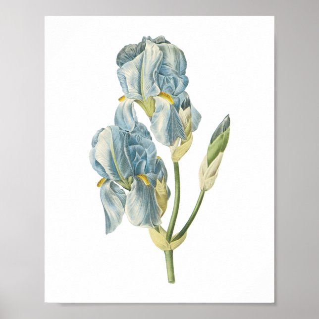 sweet iris(Iris pallida) by Redouté Poster (Front)