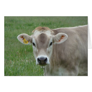 sweet jersey cow