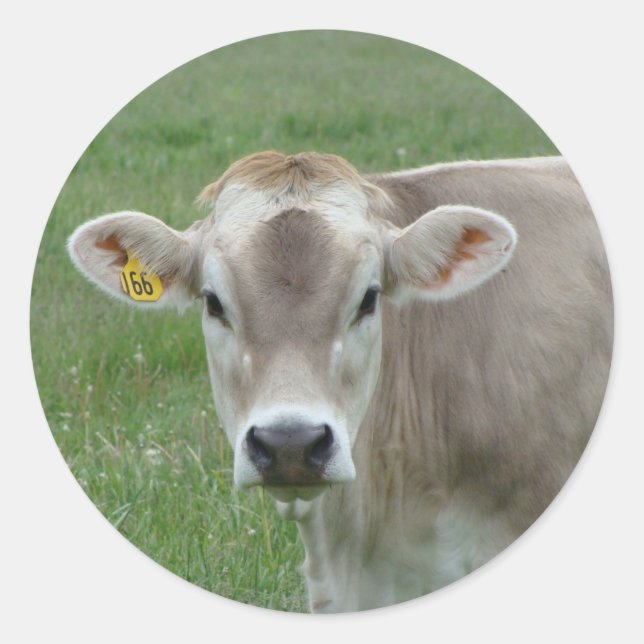 Sweet Jersey Cow Classic Round Sticker (Front)