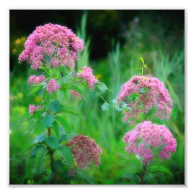 Sweet Joe Pye Weed Wildflower 8x8 Photo Print (Front)