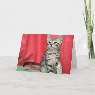 Sweet Kitten Blank Greeting Card