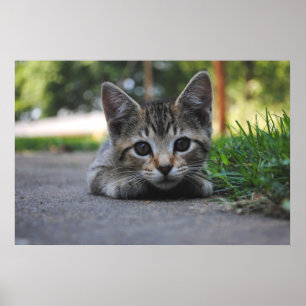 Sweet Kitten Print