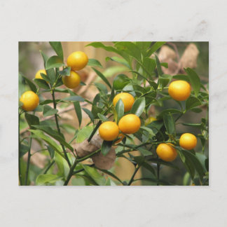 Sweet Kumquats Postcard